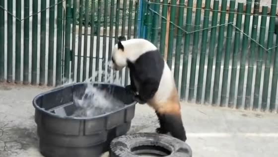 Strong panda relocates water tub in Liaoning, China