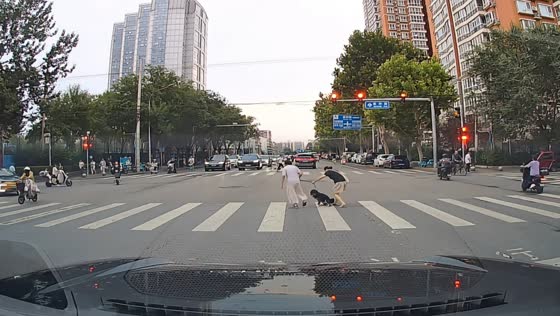 Stubborn dog refuses to cross the road in Beijing, China