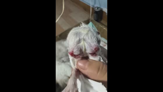 Rare two-faced kitten born in Liaoning, China