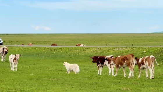 Dog leads calves through grassy field in Heilongjiang, China