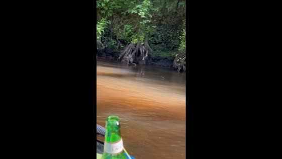 Spider pulls off a speedy walk on water in Hamilton, New Jersey, USA
