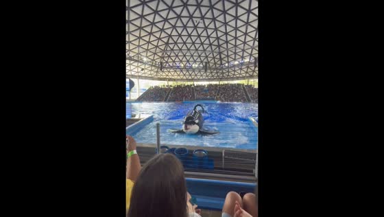 Orca surprises audience during show at SeaWorld San Antonio, Texas, USA