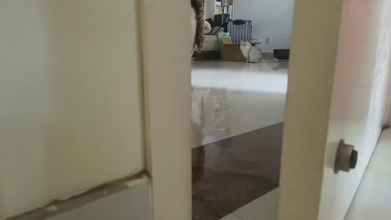 Sneaky cat gives owner a hilarious surprise in Shandong, China