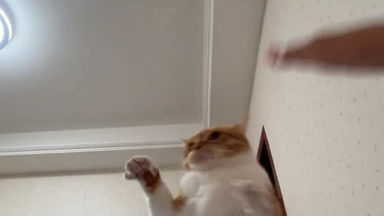 Playful high-five game with a cat in Zhejiang, China