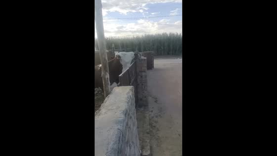 Cow gently nibbles and licks cat perched on fence in Inner Mongolia, China