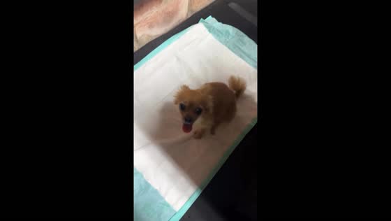 Laughing out loud: hilarious dog rug slide!