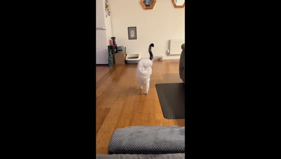Disabled cat walks to feeding area and returns in Northampton, England, UK