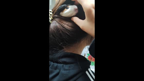 Hamster hides in woman’s hair in Shaanxi, China