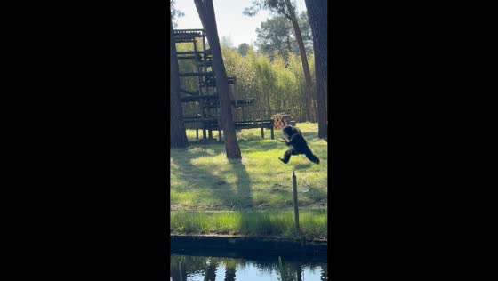 Agitated chimpanzee causes commotion at Maxi Zoo in La Teste-de-Buch, France