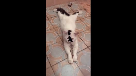 Bathroom bliss: Indonesian cat's unique way to beat the heat