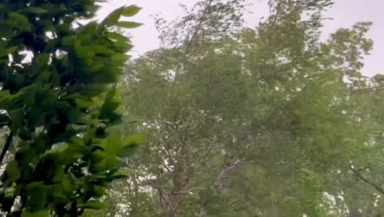 Severe thunderstorms bring strong winds and lightning in Cambridge, Massachusetts, USA
