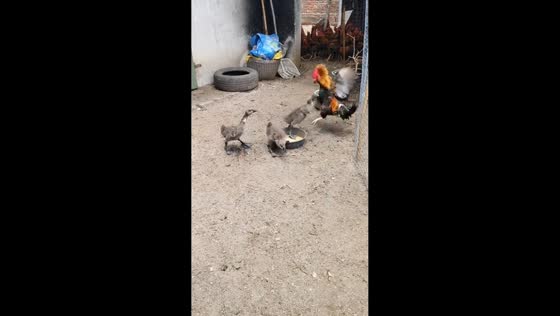 Ducks chase rooster away during feeding time in Guangdong, China