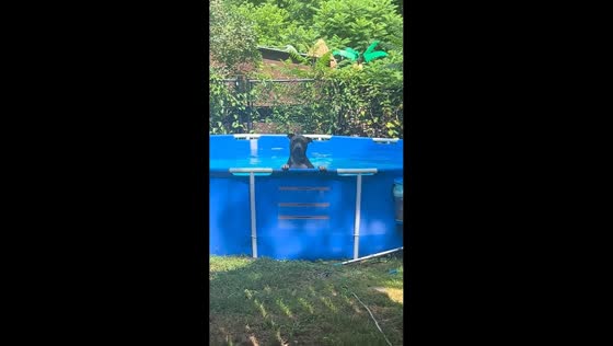 Pit bull puppy happily enjoys backyard pool in Lower Burrell, USA