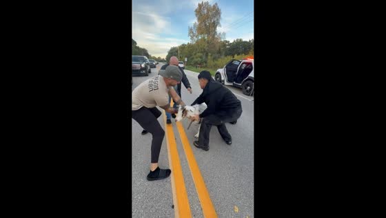 Drivers and deputies help catch escaped goats in Kenosha, USA