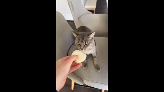 Cat's hilarious reaction to sniffing an onion in Washington, USA