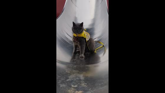 Cat slides down playfully and meows in Guangdong, China