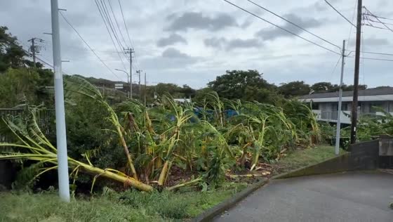 Aftermath of Typhoon No. 22 as strong winds topple trees in Miyakejima, Tokyo, Japan