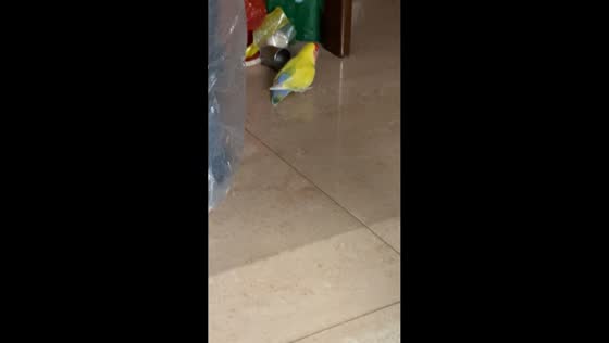 Parrot pushes a steel cup across the floor in Guangdong, China