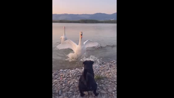 Swan's protective standoff: a brave encounter with a curious canine