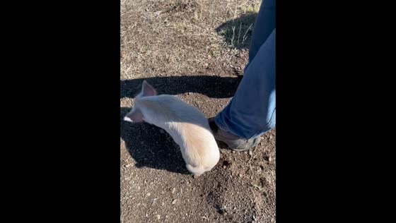 A lovely piglet scratching her buttocks on her owner's shoe