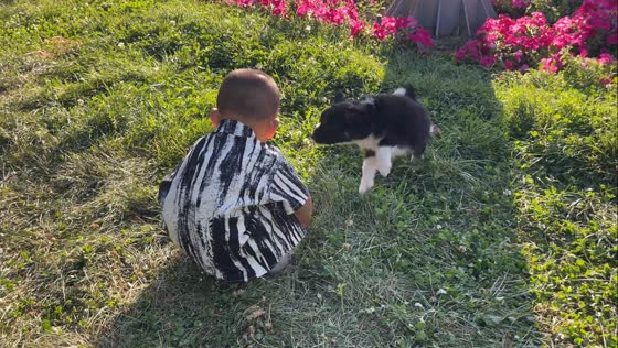 Puppy playfully knocks over little boy in Xinjiang, China