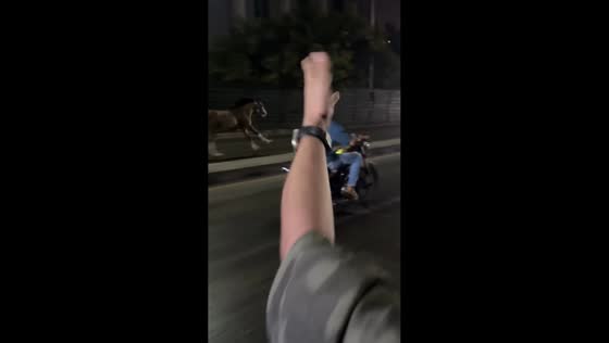 Horse runs against traffic and collides with car on highway in Egypt