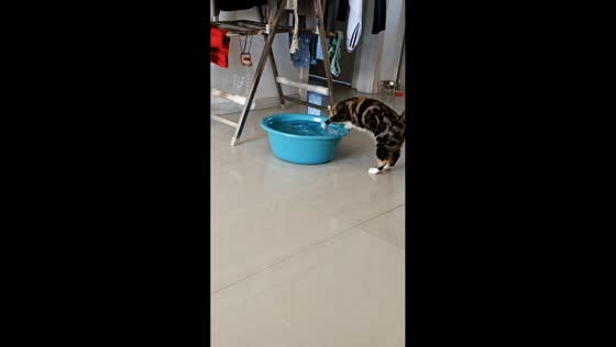 Cat runs away after splashing water from basin in Heilongjiang, China