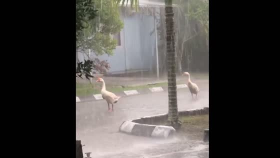 Swans stand still in heavy rain outside home in Tarakan, Indonesia