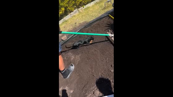 Dachshund dynamically delights in dirt digging delight!