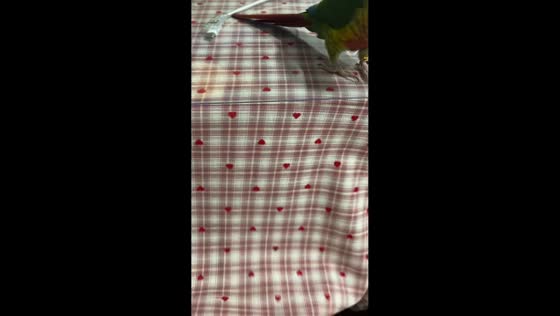 Parrot plays guessing game with paper and owner in Guangdong, China
