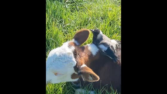 Rescued magpie finds companionship on pet calf's back in heartwarming video