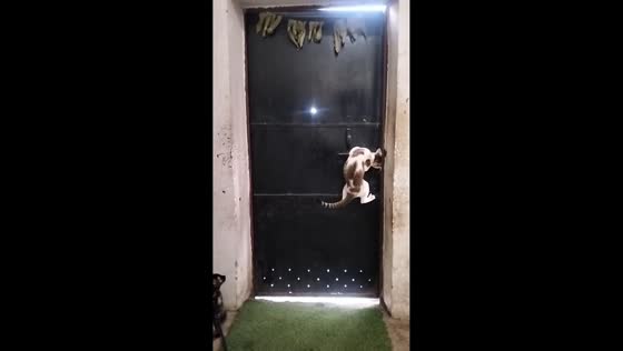 Clever cat jumps to unlock door for owner in Delhi, India