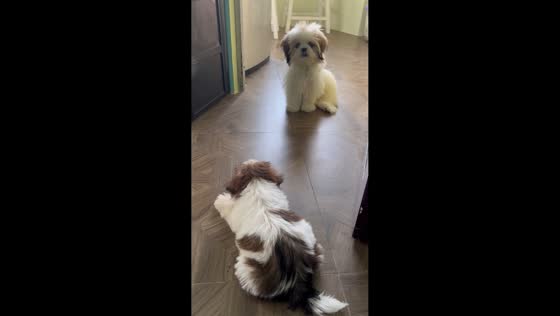 Dog's reaction after getting a new playmate in Caloocan, Philippines