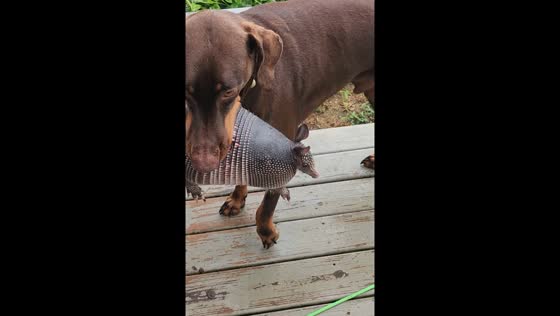 Dog brings armadillos home in Amory, Mississippi