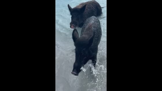 Pig chases swimmer holding vegetables in Atokos, Greece