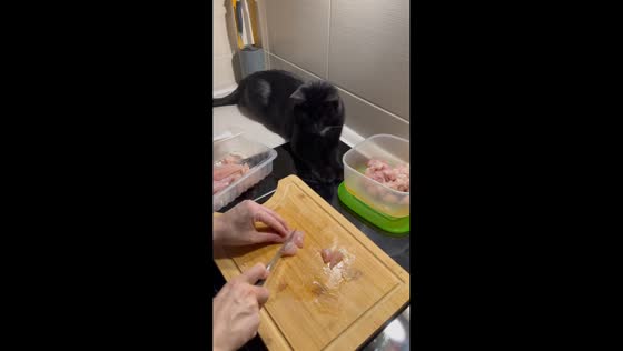 Playful black cat pawing at meat in Rochov, Czechia