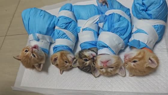 Kittens meow while wrapped in cloth in Zhejiang, China