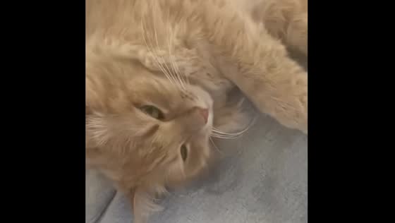 Panic Attack Over Sleeping Cat! The cat is very fast asleep!