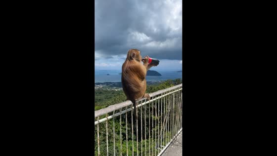 Monkey caught drinking Coca-Cola in Phuket, Thailand