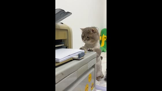 Cat tries to catch printing paper in Beijing, China