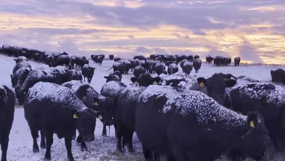 Herd of cattle during freezing temperatures in Geyser, Montana, USA