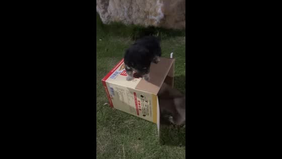 Puppy shakes on top of box as another gets inside in Anhui, China