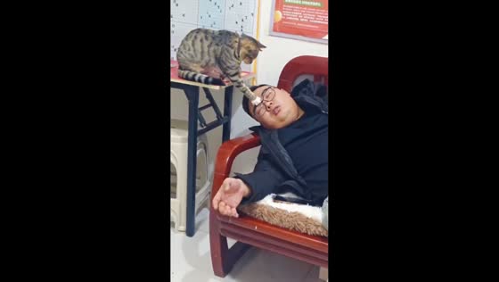 Playful kitten tries to wake sleeping man in Heilongjiang, China