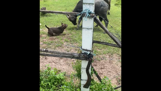 Dog faces off with water buffalo in Bangkok garden