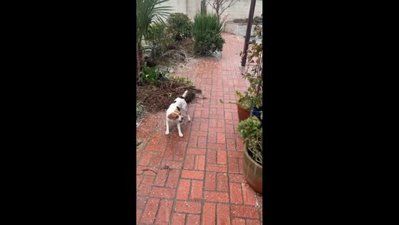 Playful dog hilariously tries to catch falling hailstones in Temecula, USA