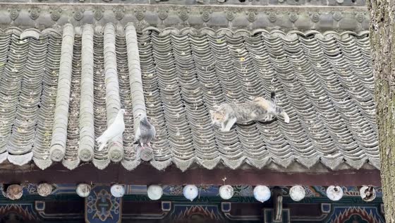 Cat repeatedly misses pigeon on tiled roof in Shaanxi, China