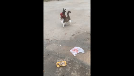 Cat affectionately follows rooster in Guangdong, China