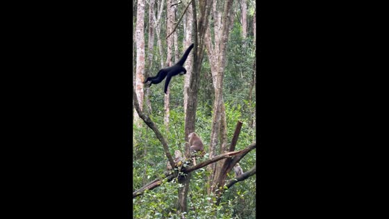 Gibbon dodges macaque during playful forest chase in Yunnan, China