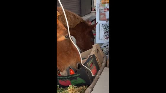 Horses eat store vegetables in Sochi, Russia