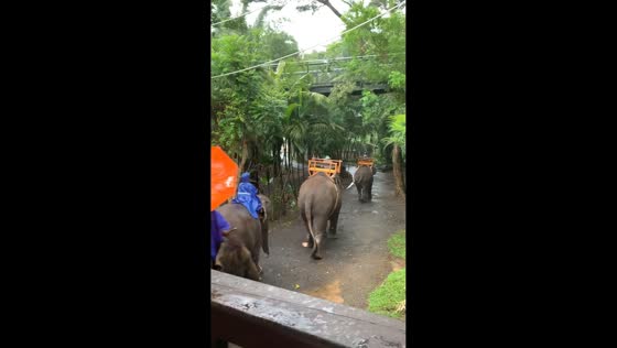 Elephant rushes for shelter as rain approaches in Bali, Indonesia